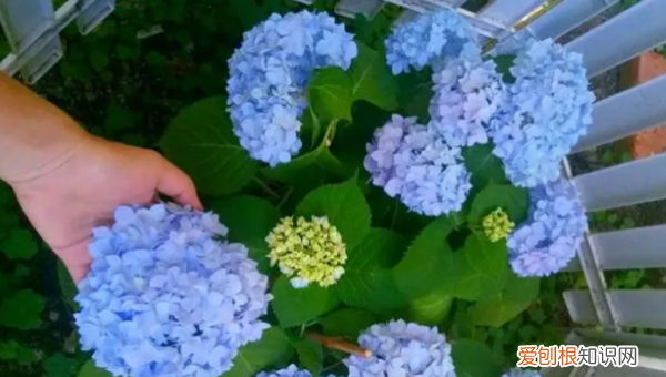 无尽夏有臭味,无尽夏真假区分