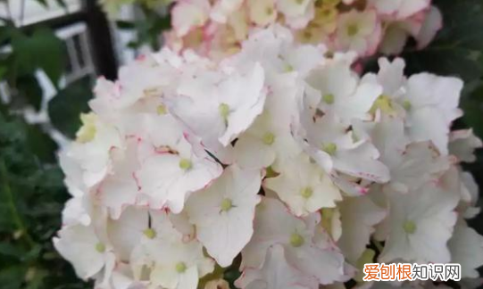 无尽夏有臭味,无尽夏真假区分