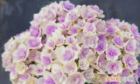 无尽夏有臭味，无尽夏真假区分