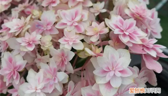 无尽夏有臭味,无尽夏真假区分