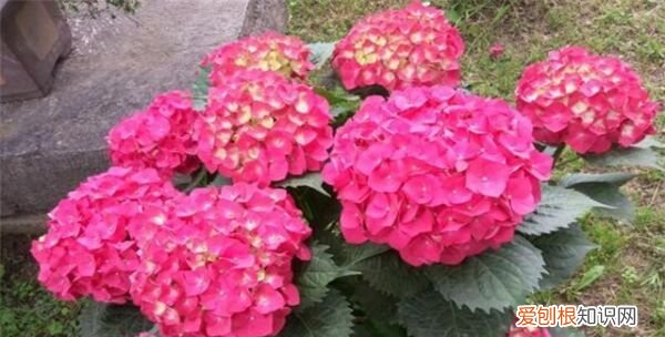 绣球花春天可以移栽，无尽夏绣球花春天的养殖方法和注意事项