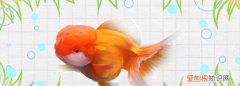 金鱼头部溃烂如何处理，狮子头金鱼头烂了是什么原因,怎么治疗