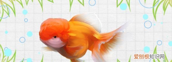 金鱼头部溃烂如何处理,狮子头金鱼头烂了是什么原因,怎么治疗