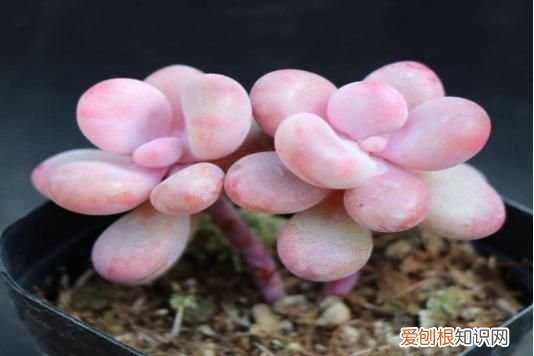 多肉狮子头植物栽培方法，多肉植物怎么栽培 多肉植物如何栽培