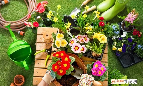 种植沙田柚的注意事项 种植沙田柚的注意事项有哪些