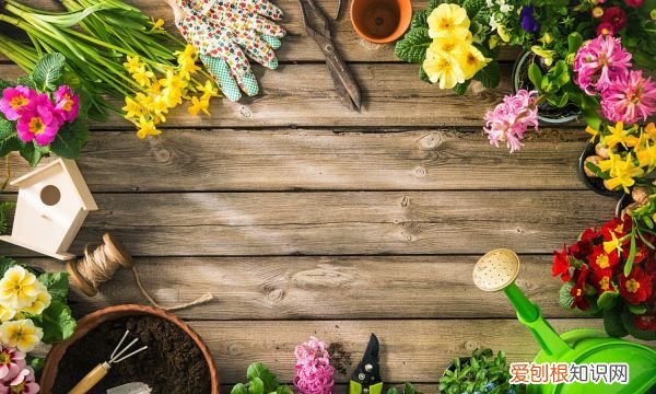 种植沙田柚的注意事项 种植沙田柚的注意事项有哪些