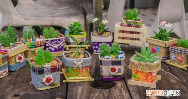 种植沙田柚的注意事项 种植沙田柚的注意事项有哪些