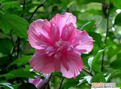 木槿花叶子发黄怎么办 木槿花叶子发黄解决