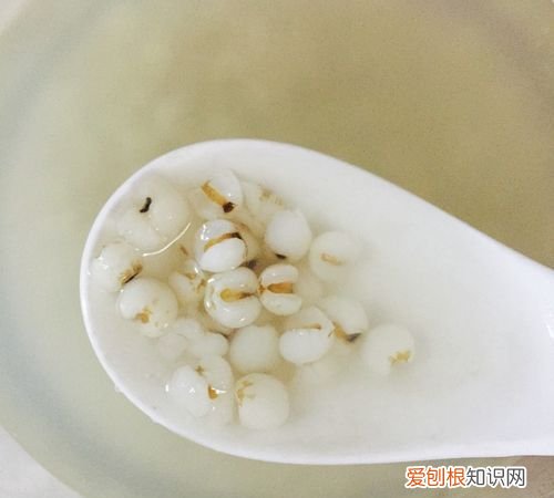 煮熟的薏米狗可以吃 煮熟的薏米狗能吃