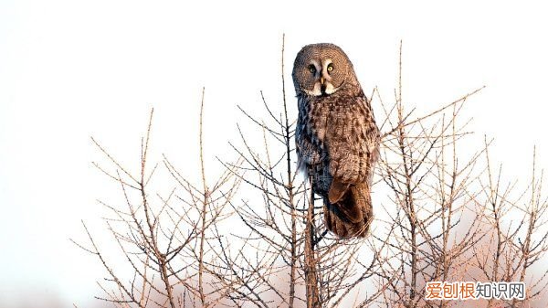 灰林鸮瞳孔是什么颜色，灰林鸮是夜行动物 灰林鸮是不是夜行动物