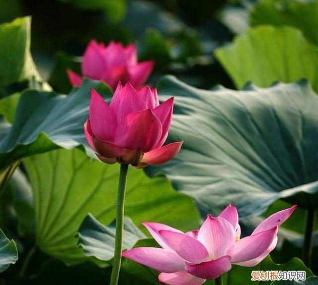 夜半轻舟过险滩诗词,野云低渡水诗词名句