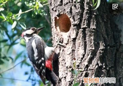 如何简单介绍啄木鸟,什么是益鸟 益鸟简单介绍