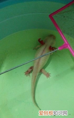 六角龙鱼多久喂一次 六角龙鱼喂食方法