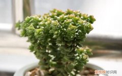 多肉植物小米星怎么养 多肉植物小米星如何养