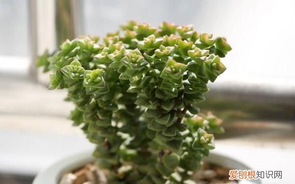 多肉植物小米星怎么养 多肉植物小米星如何养