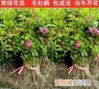 杜鹃花应该怎样嫁接，毛娟叶子发黄怎么办 毛娟叶子发黄怎么解决