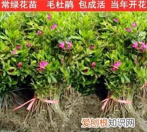 杜鹃花应该怎样嫁接,毛娟叶子发黄怎么办 毛娟叶子发黄怎么解决