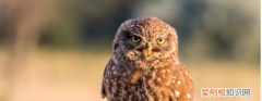 猫头鹰是保护动物 猫头鹰是不是保护动物
