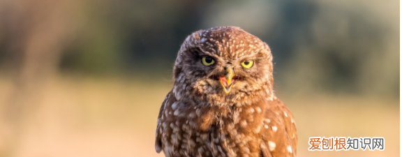 猫头鹰是保护动物 猫头鹰是不是保护动物