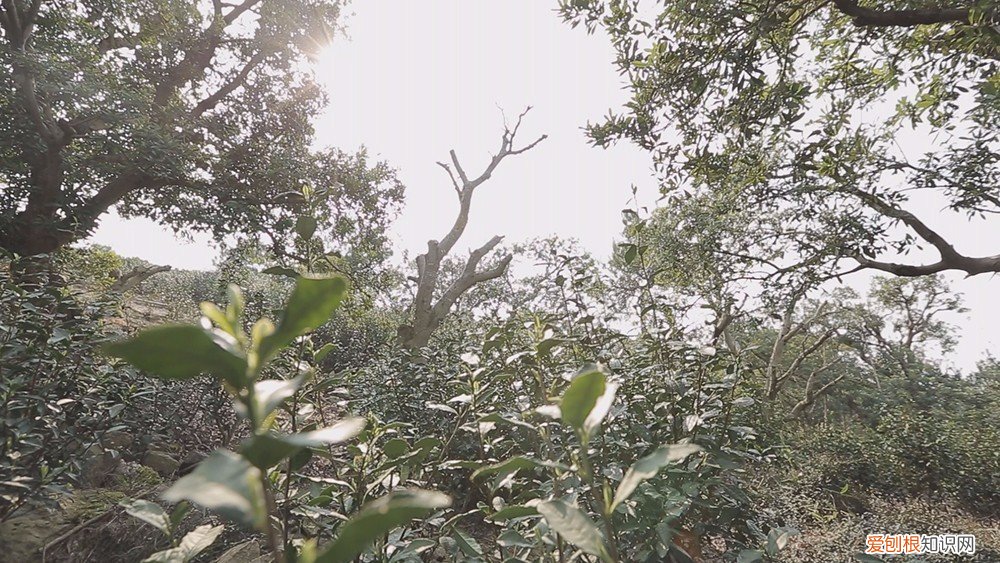 为什么说只有苏州洞庭碧螺春才是最正宗的碧螺春 碧螺春产于哪里