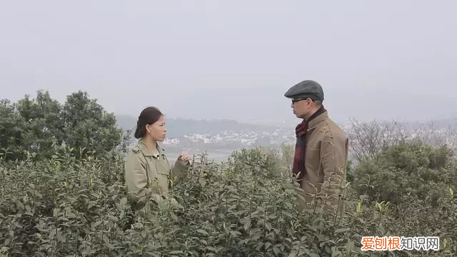 为什么说只有苏州洞庭碧螺春才是最正宗的碧螺春 碧螺春产于哪里