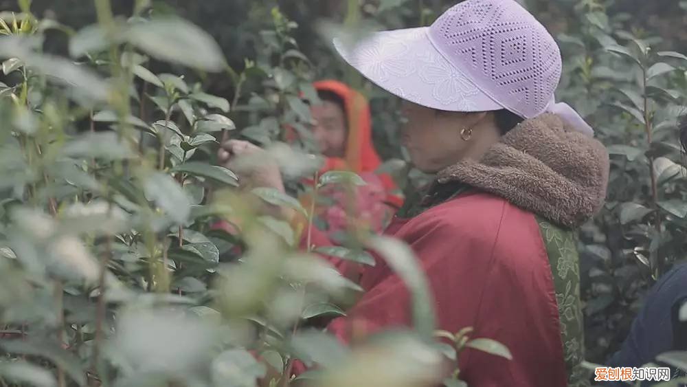 为什么说只有苏州洞庭碧螺春才是最正宗的碧螺春 碧螺春产于哪里