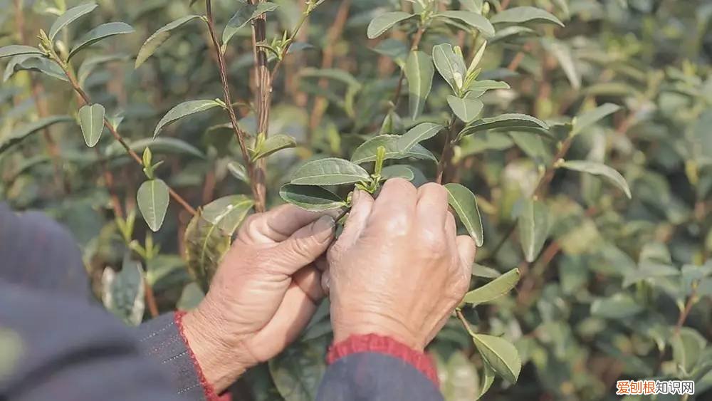 为什么说只有苏州洞庭碧螺春才是最正宗的碧螺春 碧螺春产于哪里