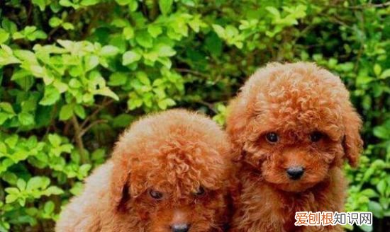 泰迪一天遛多长时间，泰迪狗每天遛多长时间 泰迪狗每天遛的时间