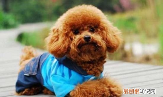 泰迪一天遛多长时间，泰迪狗每天遛多长时间 泰迪狗每天遛的时间