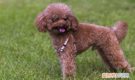 泰迪一天遛多长时间，泰迪狗每天遛多长时间 泰迪狗每天遛的时间