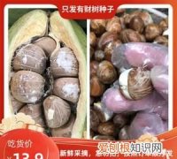 瓜栗的果实可以吃