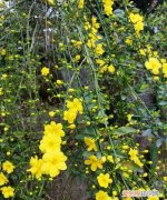 迎春花的生长过程 关于迎春花的生长过程介绍