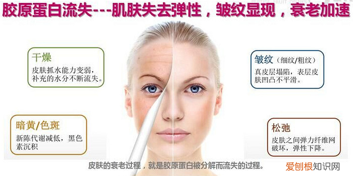 胶原蛋白的隐藏功能 胶原蛋白肽的作用与功效