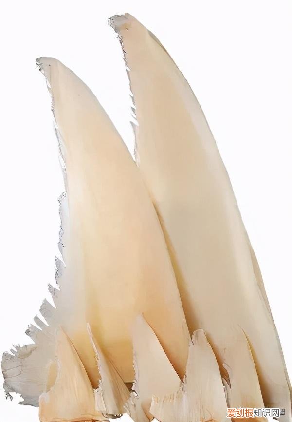 昂贵的鱼翅的唯一价值是