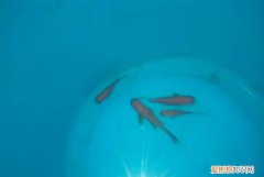 为什么有的鱼产卵后会死亡 关于有的鱼产卵后会死亡原因