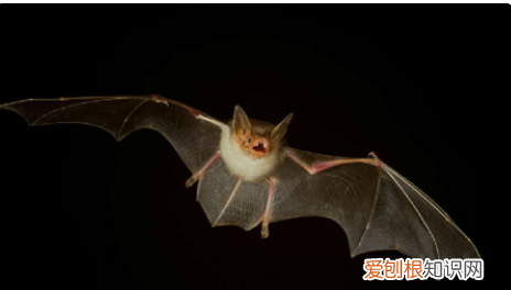 会飞的蝙蝠属于什么类动物，蝙蝠属于什么动物 蝙蝠介绍