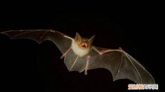 会飞的蝙蝠属于什么类动物，蝙蝠属于什么动物 蝙蝠介绍