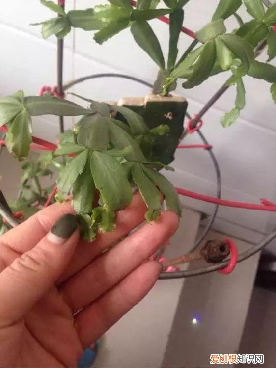 蟹爪兰叶子蔫了如何救