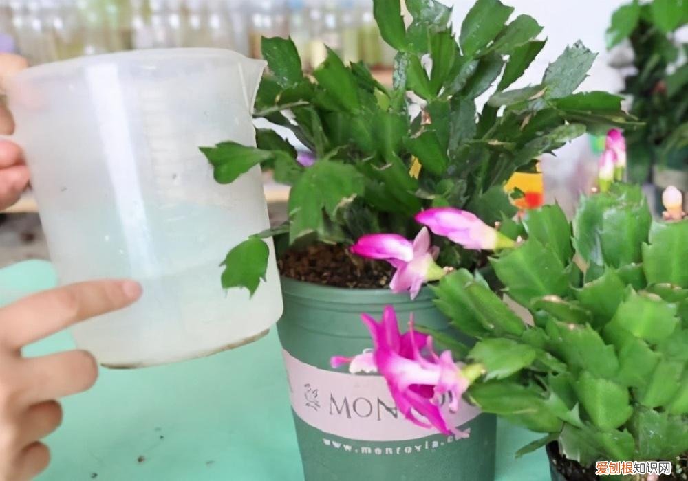 蟹爪兰叶子蔫了如何救