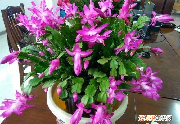 蟹爪兰叶子蔫了如何救
