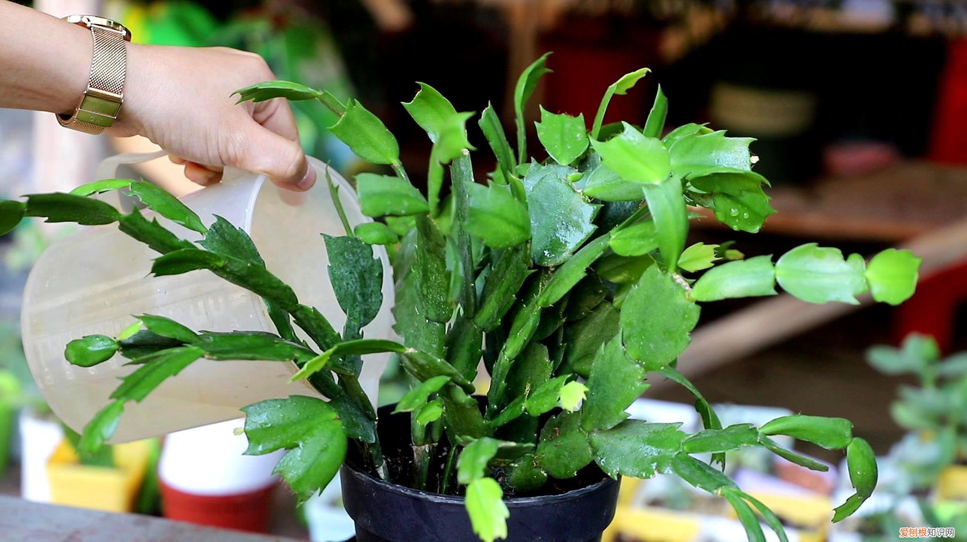 蟹爪兰叶子蔫了如何救