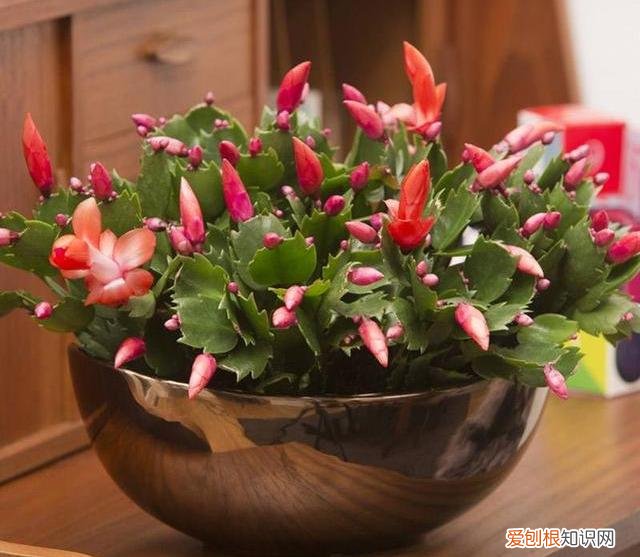 蟹爪兰叶子蔫了如何救