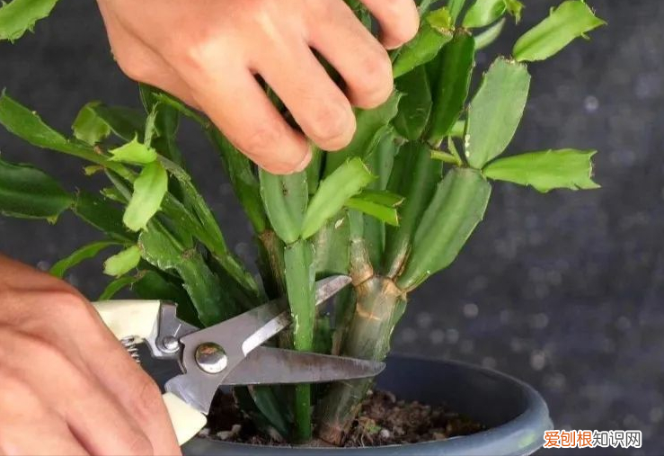 蟹爪兰叶子蔫了如何救