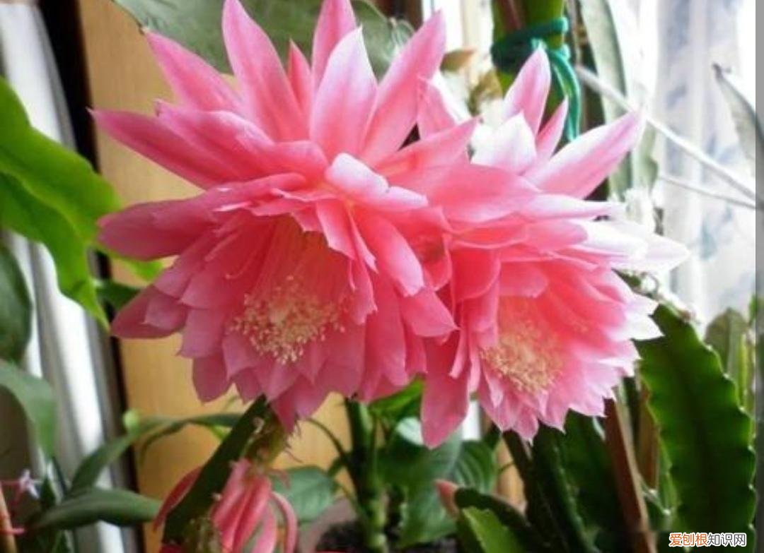 使剑荷花的养殖方法有哪些？