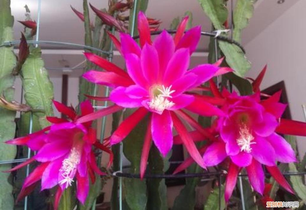 使剑荷花的养殖方法有哪些？