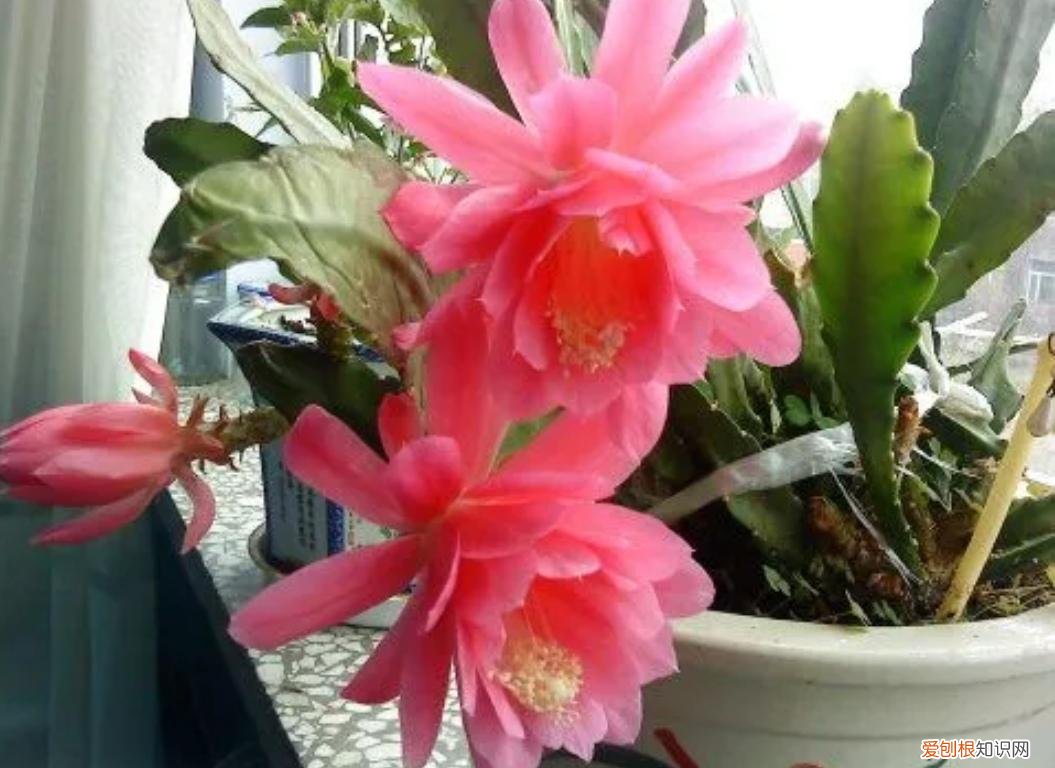 使剑荷花的养殖方法有哪些？