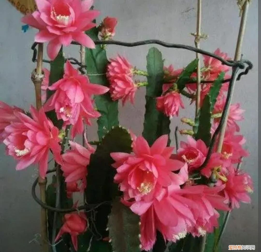 使剑荷花的养殖方法有哪些？