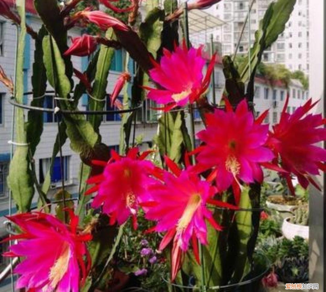 使剑荷花的养殖方法有哪些？