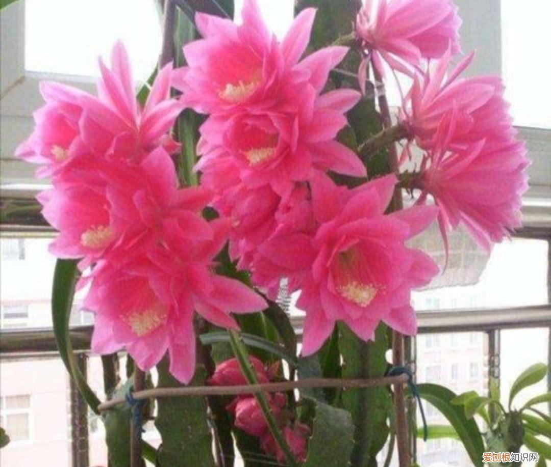 使剑荷花的养殖方法有哪些？