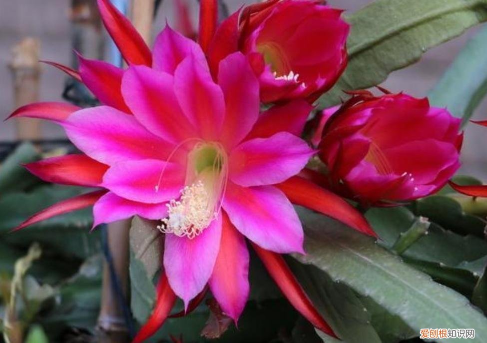 使剑荷花的养殖方法有哪些？